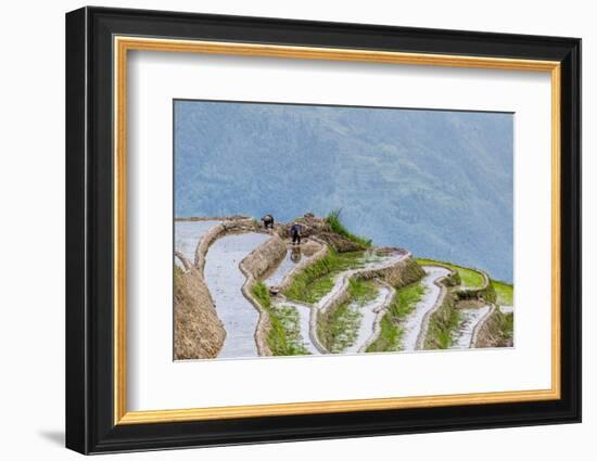 Dragon Spine Rice Terraces Longsheng, China-Michael DeFreitas-Framed Photographic Print