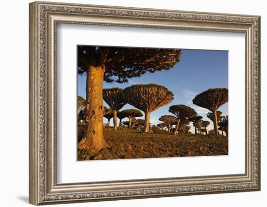 Dragon Tree (Dracaena Cinnabari), Socotra Island, Yemen, Middle East-Bruno Morandi-Framed Photographic Print