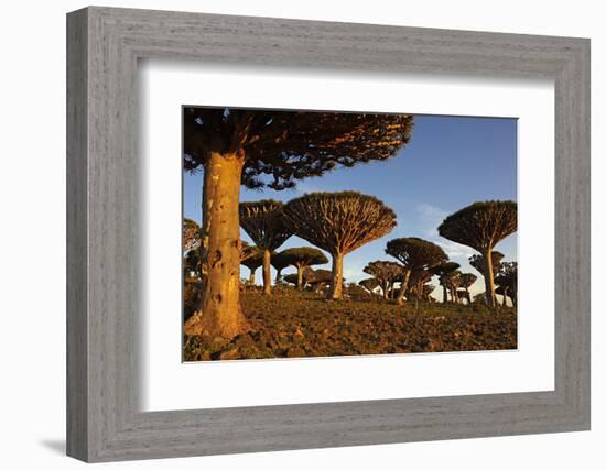 Dragon Tree (Dracaena Cinnabari), Socotra Island, Yemen, Middle East-Bruno Morandi-Framed Photographic Print