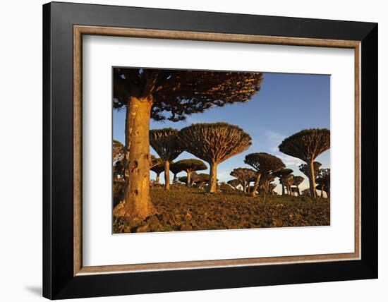 Dragon Tree (Dracaena Cinnabari), Socotra Island, Yemen, Middle East-Bruno Morandi-Framed Photographic Print