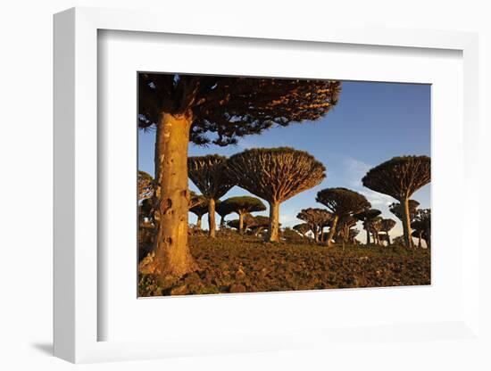 Dragon Tree (Dracaena Cinnabari), Socotra Island, Yemen, Middle East-Bruno Morandi-Framed Photographic Print