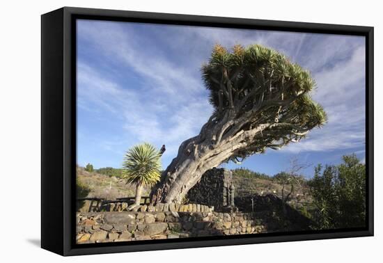 Dragon Tree, La Palma, Canary Islands, Spain, 2009-Peter Thompson-Framed Premier Image Canvas