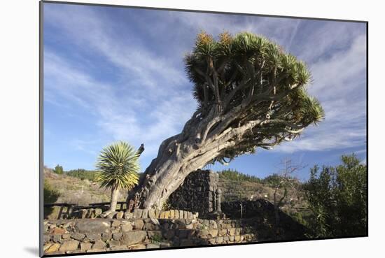 Dragon Tree, La Palma, Canary Islands, Spain, 2009-Peter Thompson-Mounted Photographic Print