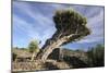 Dragon Tree, La Palma, Canary Islands, Spain, 2009-Peter Thompson-Mounted Photographic Print