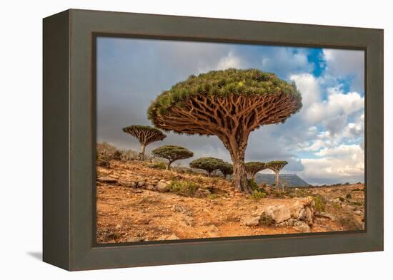 Dragon Trees at Dixam Plateau, Socotra Island, Yemen-javarman-Framed Premier Image Canvas