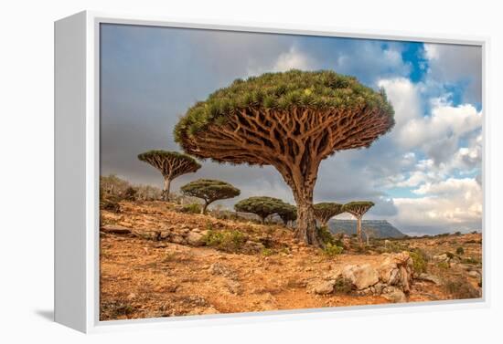 Dragon Trees at Dixam Plateau, Socotra Island, Yemen-javarman-Framed Premier Image Canvas