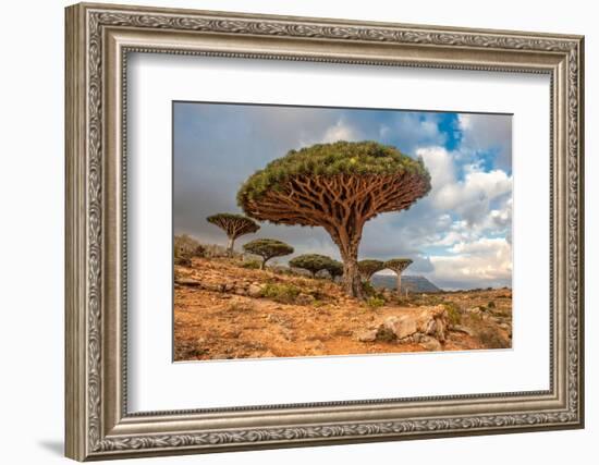 Dragon Trees at Dixam Plateau, Socotra Island, Yemen-javarman-Framed Photographic Print