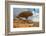 Dragon Trees at Dixam Plateau, Socotra Island, Yemen-javarman-Framed Photographic Print