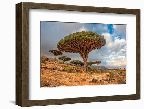 Dragon Trees at Dixam Plateau, Socotra Island, Yemen-javarman-Framed Photographic Print