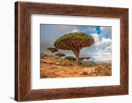 Dragon Trees at Dixam Plateau, Socotra Island, Yemen-javarman-Framed Photographic Print