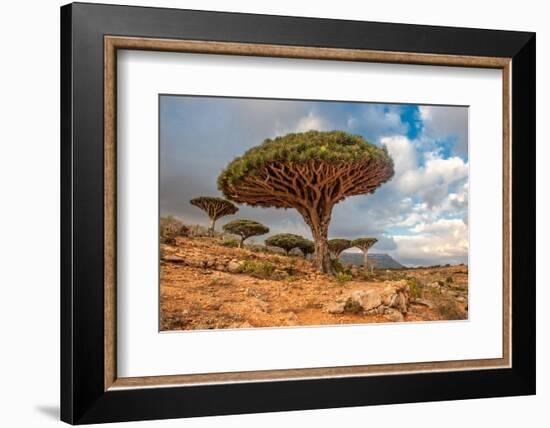 Dragon Trees at Dixam Plateau, Socotra Island, Yemen-javarman-Framed Photographic Print