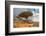 Dragon Trees at Dixam Plateau, Socotra Island, Yemen-javarman-Framed Photographic Print