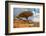 Dragon Trees at Dixam Plateau, Socotra Island, Yemen-javarman-Framed Photographic Print