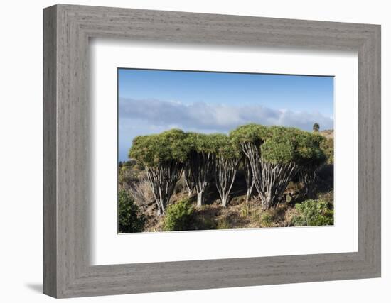 Dragon trees (Dracaena draco), La Palma Island, Canary Islands, Spain, Europe-Sergio Pitamitz-Framed Photographic Print