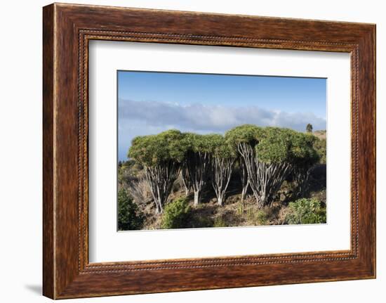 Dragon trees (Dracaena draco), La Palma Island, Canary Islands, Spain, Europe-Sergio Pitamitz-Framed Photographic Print