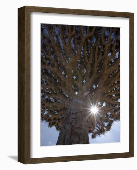 Dragonblood Tree, Homil Plateau, Socotra Island, Yemen-Michele Falzone-Framed Photographic Print