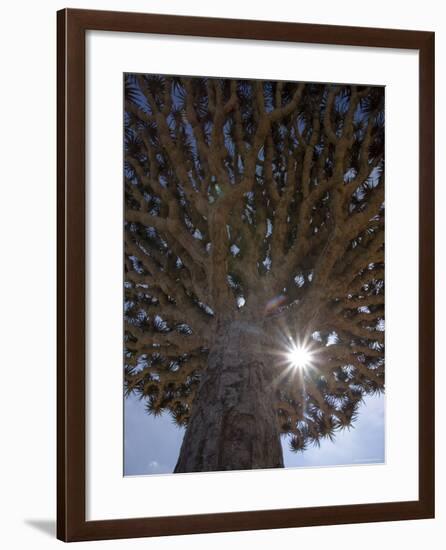 Dragonblood Tree, Homil Plateau, Socotra Island, Yemen-Michele Falzone-Framed Photographic Print