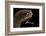 Dragonfish (Melanostomias Melanops) - Deep Sea Specimen from 2000M Depth-Solvin Zankl-Framed Photographic Print