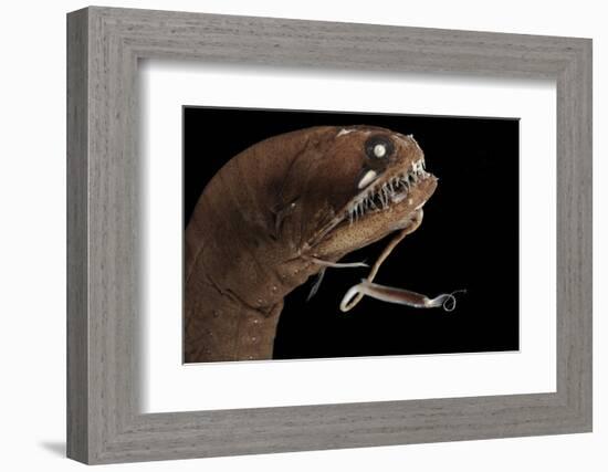 Dragonfish (Melanostomias Melanops) - Deep Sea Specimen from 2000M Depth-Solvin Zankl-Framed Photographic Print