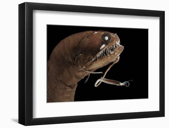 Dragonfish (Melanostomias Melanops) - Deep Sea Specimen from 2000M Depth-Solvin Zankl-Framed Photographic Print