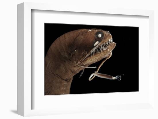 Dragonfish (Melanostomias Melanops) - Deep Sea Specimen from 2000M Depth-Solvin Zankl-Framed Photographic Print