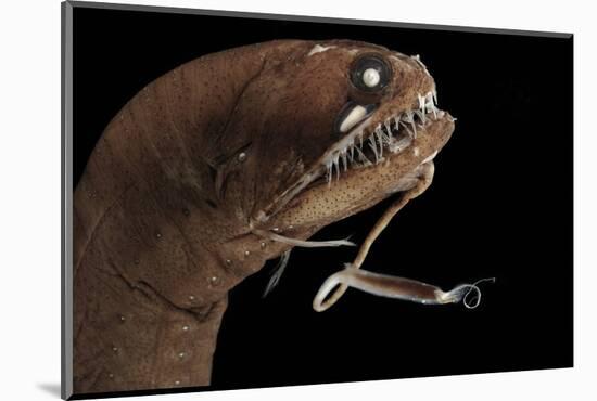 Dragonfish (Melanostomias Melanops) - Deep Sea Specimen from 2000M Depth-Solvin Zankl-Mounted Photographic Print