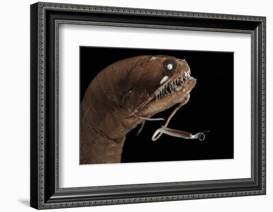 Dragonfish (Melanostomias Melanops) - Deep Sea Specimen from 2000M Depth-Solvin Zankl-Framed Photographic Print