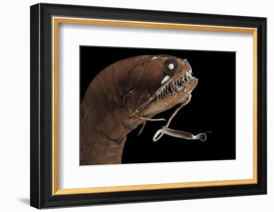 Dragonfish (Melanostomias Melanops) - Deep Sea Specimen from 2000M Depth-Solvin Zankl-Framed Photographic Print