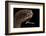 Dragonfish (Melanostomias Melanops) - Deep Sea Specimen from 2000M Depth-Solvin Zankl-Framed Photographic Print