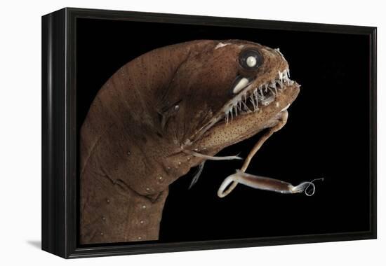 Dragonfish (Melanostomias Melanops) - Deep Sea Specimen from 2000M Depth-Solvin Zankl-Framed Premier Image Canvas