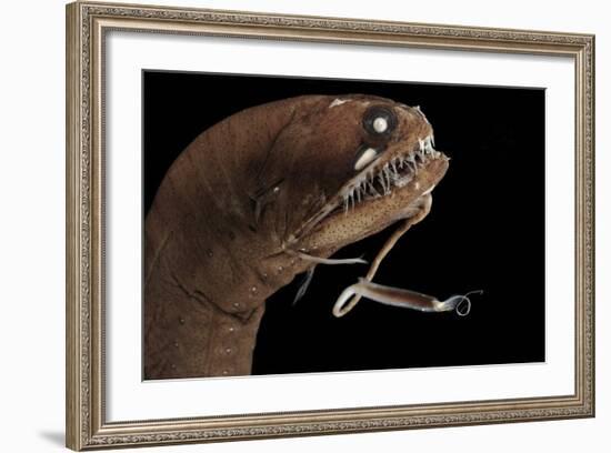 Dragonfish (Melanostomias Melanops) - Deep Sea Specimen from 2000M Depth-Solvin Zankl-Framed Photographic Print