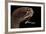 Dragonfish (Melanostomias Melanops) - Deep Sea Specimen from 2000M Depth-Solvin Zankl-Framed Photographic Print