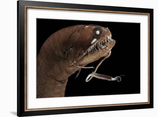 Dragonfish (Melanostomias Melanops) - Deep Sea Specimen from 2000M Depth-Solvin Zankl-Framed Photographic Print