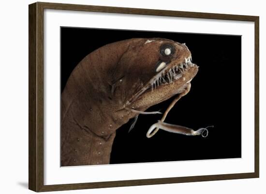 Dragonfish (Melanostomias Melanops) - Deep Sea Specimen from 2000M Depth-Solvin Zankl-Framed Photographic Print