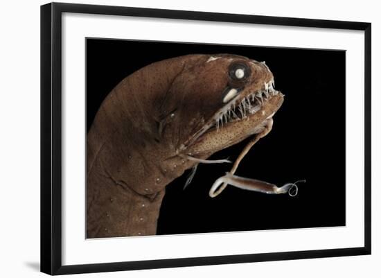 Dragonfish (Melanostomias Melanops) - Deep Sea Specimen from 2000M Depth-Solvin Zankl-Framed Photographic Print