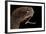 Dragonfish (Melanostomias Melanops) - Deep Sea Specimen from 2000M Depth-Solvin Zankl-Framed Photographic Print