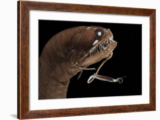 Dragonfish (Melanostomias Melanops) - Deep Sea Specimen from 2000M Depth-Solvin Zankl-Framed Photographic Print