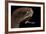 Dragonfish (Melanostomias Melanops) - Deep Sea Specimen from 2000M Depth-Solvin Zankl-Framed Photographic Print