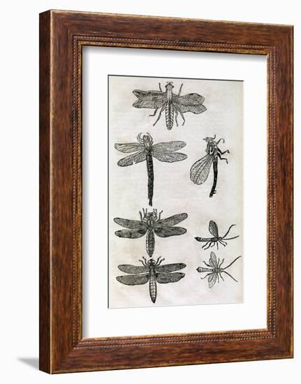 Dragonflies, 17th Century Artwork-Middle Temple Library-Framed Photographic Print