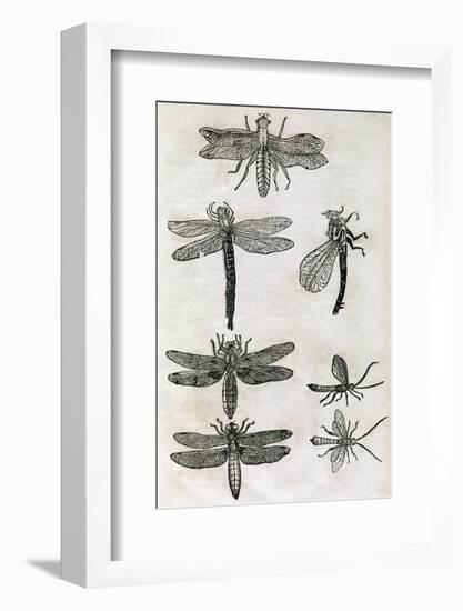 Dragonflies, 17th Century Artwork-Middle Temple Library-Framed Photographic Print