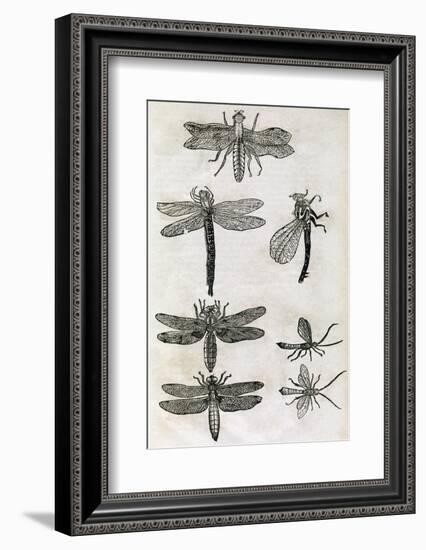 Dragonflies, 17th Century Artwork-Middle Temple Library-Framed Photographic Print