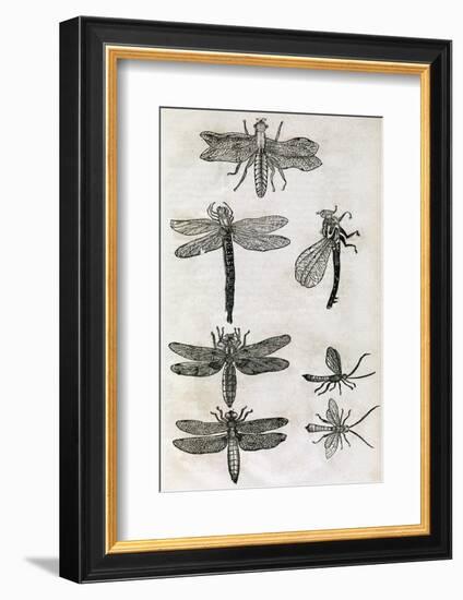 Dragonflies, 17th Century Artwork-Middle Temple Library-Framed Photographic Print