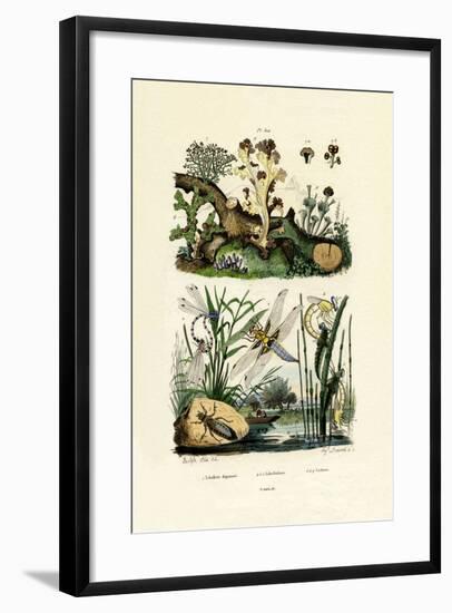 Dragonflies, 1833-39-null-Framed Giclee Print