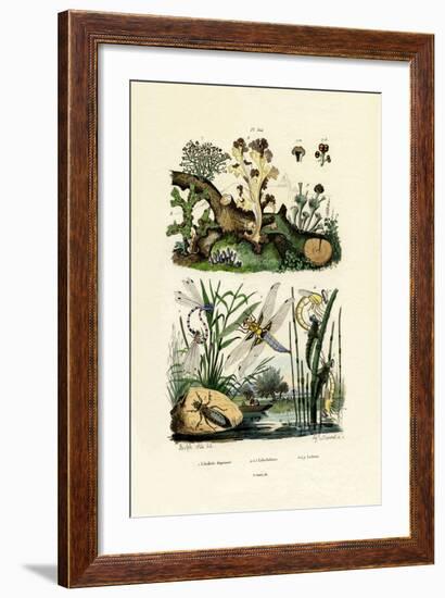 Dragonflies, 1833-39-null-Framed Giclee Print