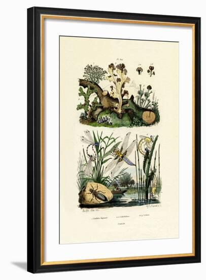 Dragonflies, 1833-39-null-Framed Giclee Print