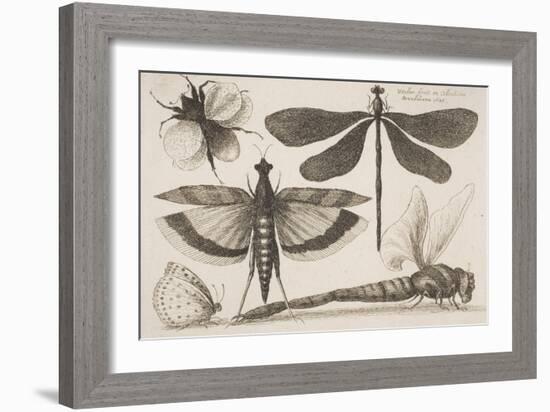 Dragonflies and a Bumble Bee-Wenceslaus Hollar-Framed Giclee Print