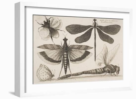 Dragonflies and a Bumble Bee-Wenceslaus Hollar-Framed Giclee Print