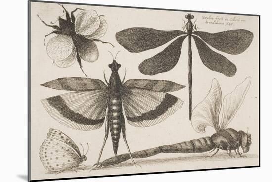 Dragonflies and a Bumble Bee-Wenceslaus Hollar-Mounted Giclee Print