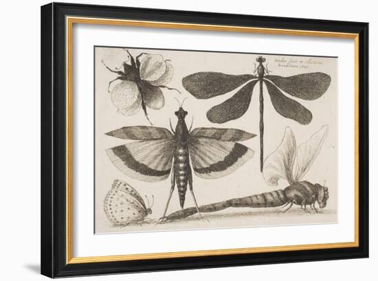 Dragonflies and a Bumble Bee-Wenceslaus Hollar-Framed Giclee Print