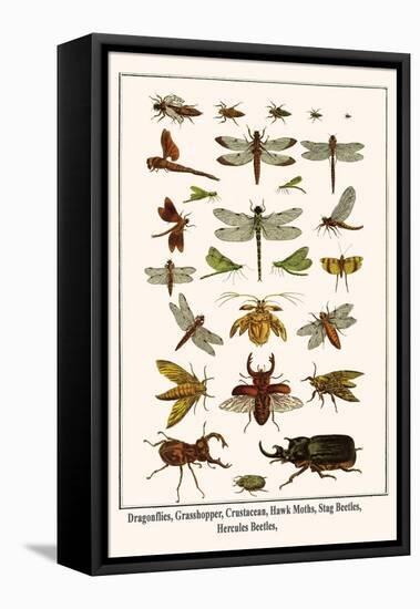 Dragonflies, Grasshopper, Crustacean, Hawk Moths, Stag Beetles, Hercules Beetles,-Albertus Seba-Framed Stretched Canvas